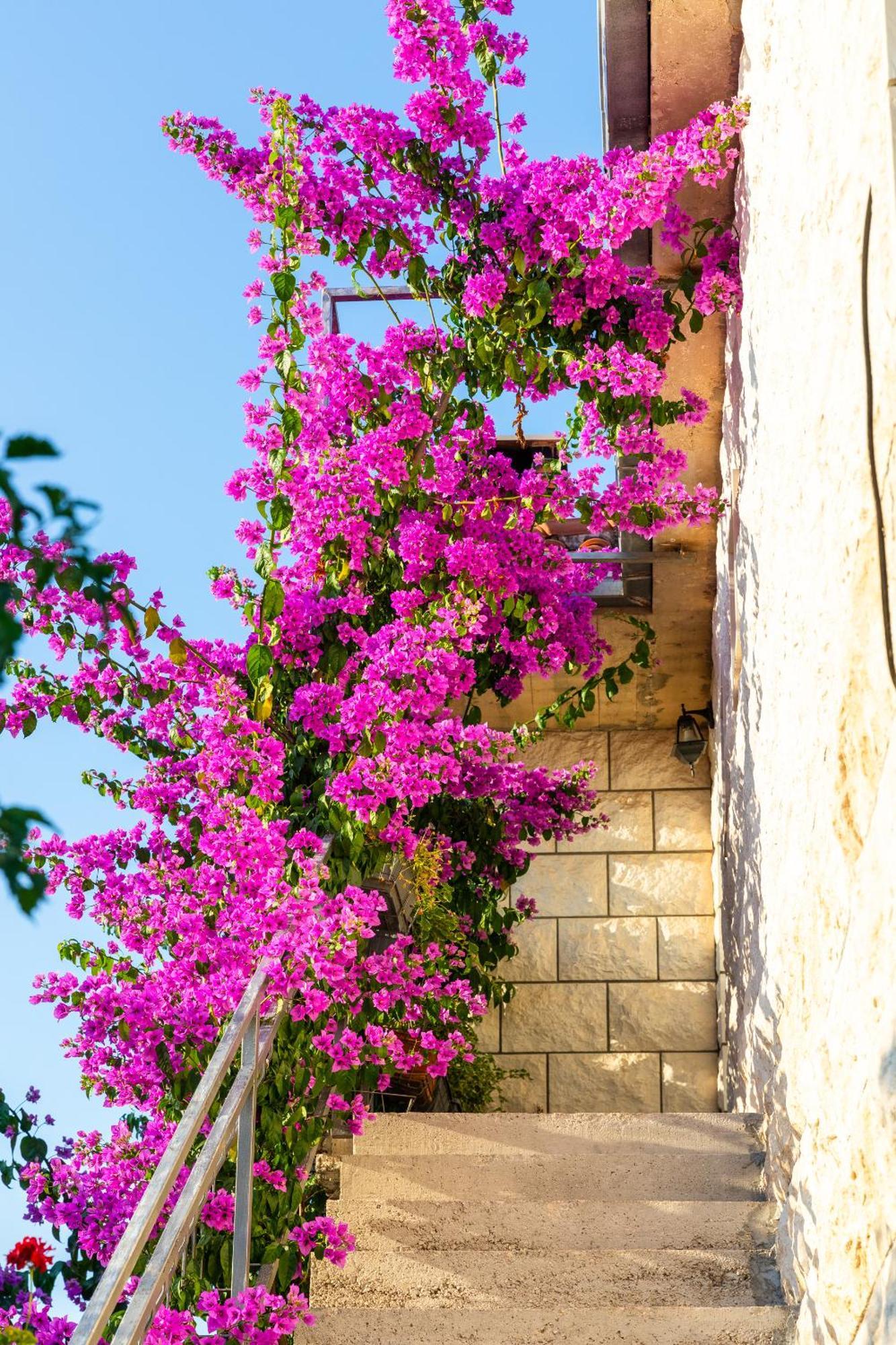 Apartments Martic San Pietro di Brazza Esterno foto